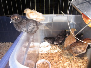 chicks