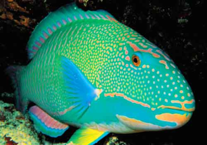 Rainbow-Parrot-Fish.jpg